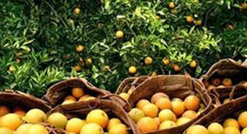 Safra de laranja no Brasil tem recuo de 25% e atinge 230,8 milhões de caixas