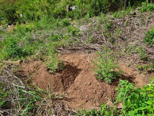 Homem é preso por tráfico após polícia descobrir plantação de maconha no Sertão