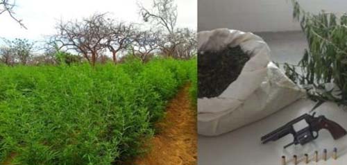 35 mil pés de maconha são erradicados em em Campo Formoso na Bahia
