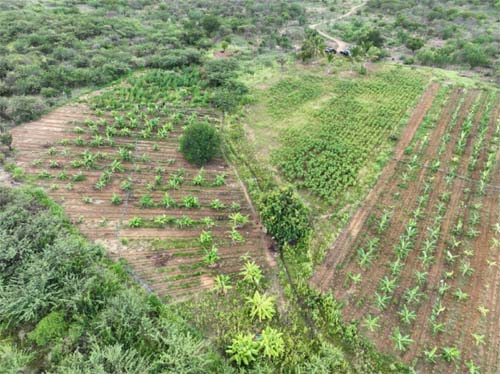 Polícia Penal de AL participa de operação que apreendeu 14 mil pés de maconha na BA