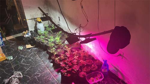 Polícia descobre plantação de maconha dentro de residência no Alto da Boa Vista