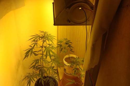 Polícia Civil flagra plantação doméstica de maconha na casa de servidor público