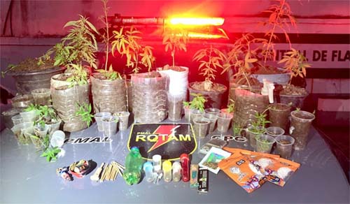 Polícia desmantela plantação de maconha em Satuba e prende suspeito por tráfico