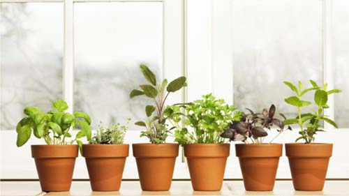 4 problemas comuns de saúde que você pode aliviar com plantas