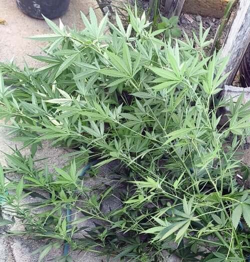 Polícia apreende maconha e materiais para tráfico em imóvel desocupado em Campo Alegre