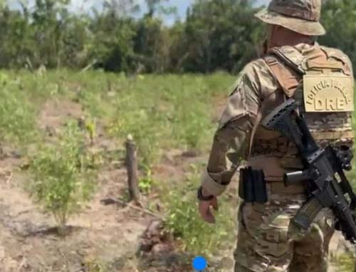 Desmantelamento de Cultivo Ilegal: 8 Mil Pés de Maconha São Eliminados em Nova Olinda do Norte e Maués