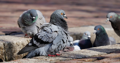 População não deve alimentar nem matar pombos
