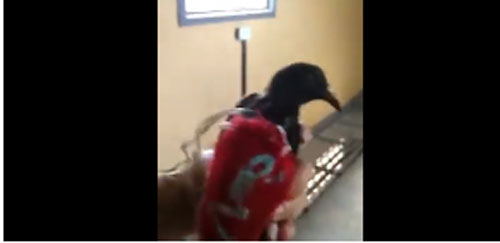 Agentes capturam pombo-correio usado por facção em presídio de segurança