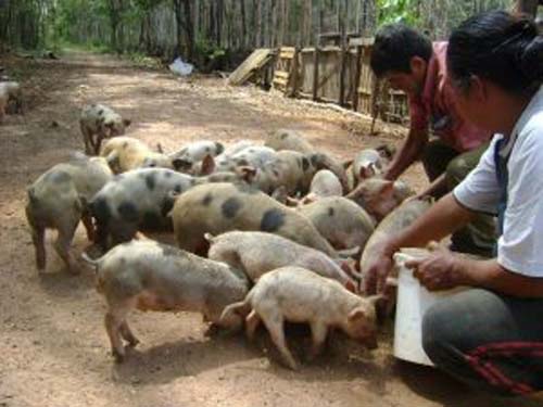 Ministério da Agricultura cria grupo para erradicar peste suína clássica em AL