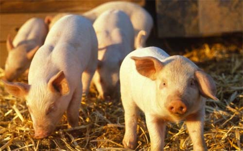 Estado lança 4ª etapa da campanha de vacinação contra a Peste Suína Clássica