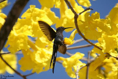 Chegou a Estação das Flores: Primavera começa as 6:04 horas desta sexta feira 23