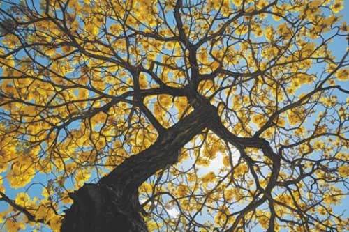 Menos chuvosa e mais quente, Primavera começa na segunda-feira