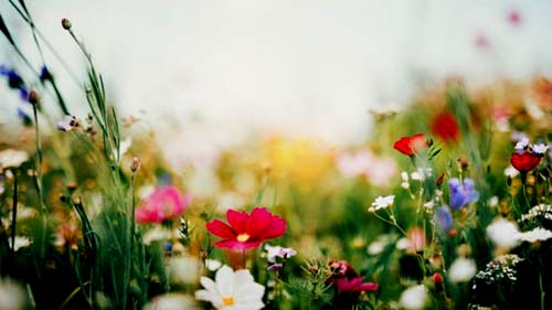 Primavera 2019: O que é o equinócio, que marca o início da estação tão especial