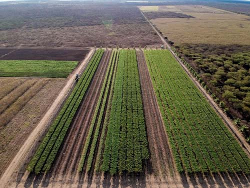 Produção de uvas ganha espaço e até linhas de crédito no sertão potiguar