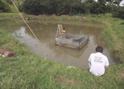 Fazenda Sueca é parceira do Estado em pesquisa com piscicultura