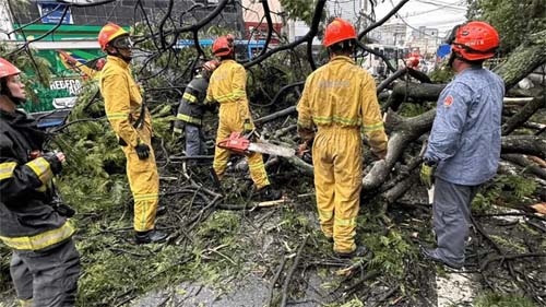 Árvore desaba e provoca fatalidade em ponto de transporte público em Guarulhos