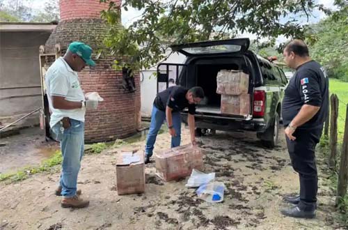 Forças de segurança de União dos Palmares eliminam 112 kg de entorpecentes em operação conjunta