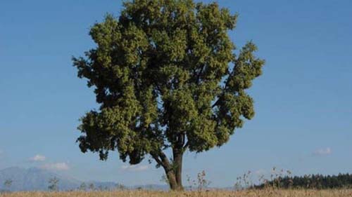 A árvore 'indígena' que pode ajudar no combate à covid-19