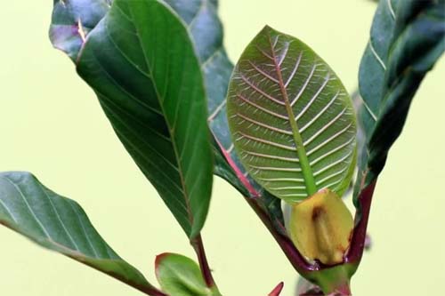 Como árvore dos Andes levou ao gin tônica, ao tratamento contra a malária e à cloroquina