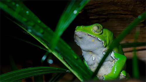 Substância antibiótica de rã amazônica tem 11 patentes internacionais