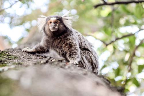 Mulher contrai raiva humana após ataque de sagui; família denuncia negligência médica