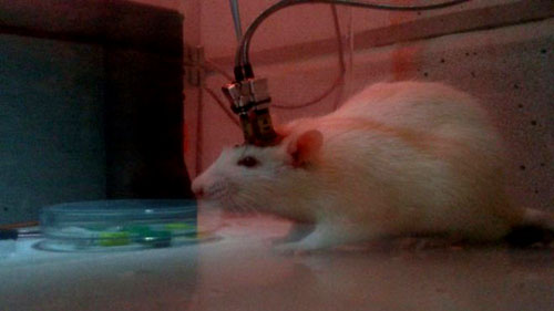 Pesquisadores brasileiros desenvolvem técnica que combate epilepsia com pulsos elétricos