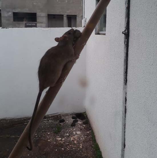 Ratos em hospital preocupam e especialista alerta para o risco de transmissão de doença