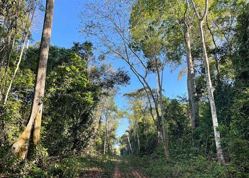 Secas atrasam em 20 anos a reposição de estoques de madeira em floresta manejada