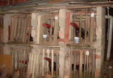 Polícia Ambiental flagra rinha de galo em Rio Largo