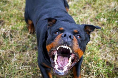 Rottweiler em fúria ataca e mata menino de seis anos em Rio Branco