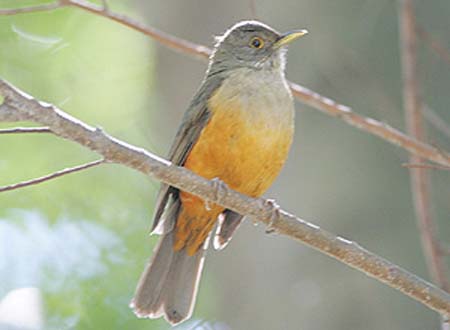 Cantoria de sabiá-laranjeira na madrugada divide ouvidos paulistanos 