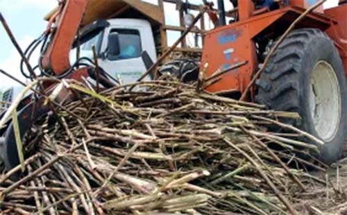 Safra de cana 22/23 termina em Alagoas com alta de 14%: a maior em 8 anos