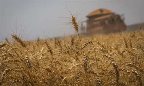 Brasil Rumo à Maior Safra da História: Conab Estima 325,7 Milhões de Toneladas