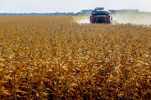 Governo anuncia Plano Safra com R$ 251,2 bilhões para o agronegócio