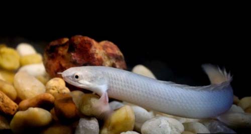 Cientistas brasileiros abrem caminho para que humanos regenerem membros como salamandras