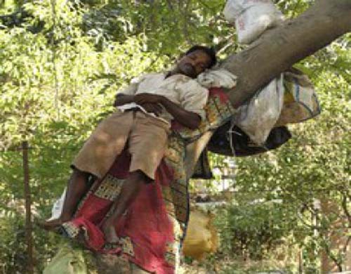 Homem vive há nove meses em árvore e diz que só sai depois de mulher pedir desculpa por traição