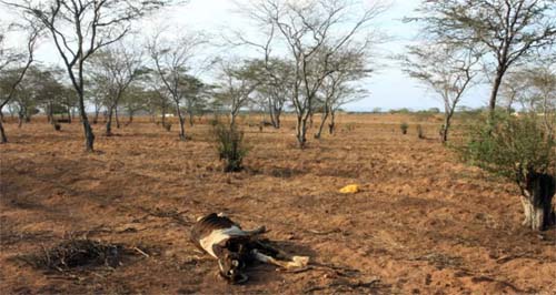 Alagoas enfrenta pior seca desde 2019, com agravamento do fenômeno no Nordeste