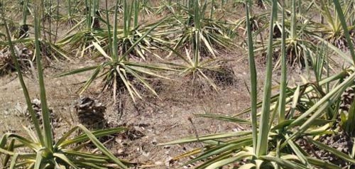 Jerônimo anuncia plano emergencial para combate a seca