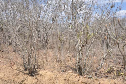 Três em cada quatro municípios do Nordeste estão em emergência pela seca