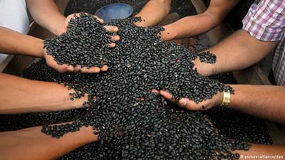 Segurança alimentar sob risco de retrocesso no governo Bolsonaro