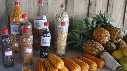 Agricultores familiares debatem importância da semente crioula