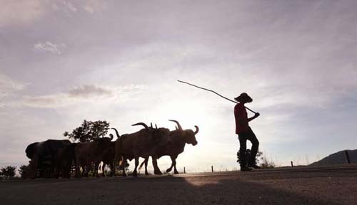 Chineses mostram interesse no mercado de proteína, fruta, grãos e lácteos