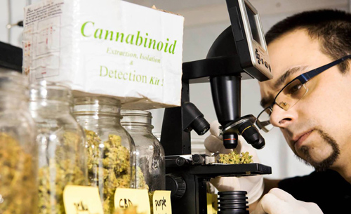 Sommelier de maconha, um novo ofício no Canadá