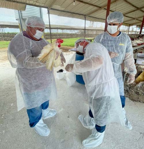 Sorologia descarta circulação do vírus da influenza aviária em Alagoas