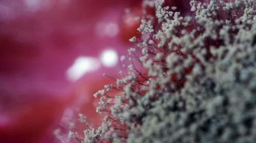 Anvisa confirma segundo caso de 'superfungo' no Brasil