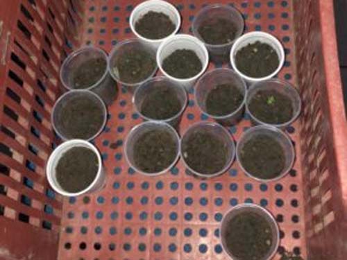 Com 1kg de maconha e droga, homem é preso por tráfico em Junqueiro