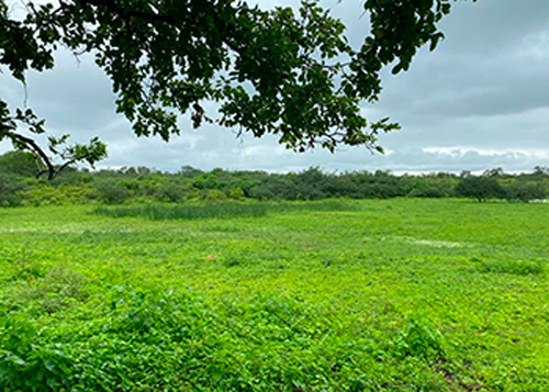 Justiça leiloará fazenda de 780 tarefas nesta sexta