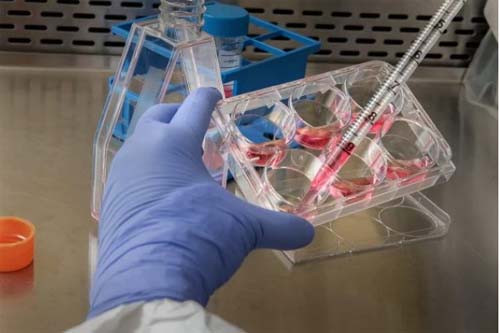 Cientistas estudam remédio de cachorro contra Covid em humanos