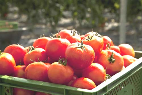 O que faz do tomate um aliado anticâncer? Conheça poderes do licopeno