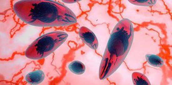 Com 18 casos confirmados, Cuiabá vive surto de toxoplasmose 